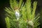 Spittlebugs on pinecones.