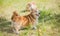 Spitz and Corgi dogs at nature, pet companion