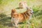 Spitz and Corgi dogs at nature, pet companion