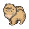 Spitz dog animal color sketch engraving vector