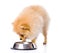 Spitz dog eating food from dish