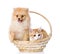 Spitz dog embraces a cat in basket.