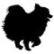 Spitz dog silhouette on a white background