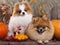 Spitz dogs in the autumn decor
