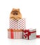 Spitz, Pomeranian dog in gift-box