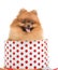 Spitz, Pomeranian dog in gift-box