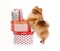 Spitz, Pomeranian dog with gift-boxes