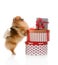 Spitz, Pomeranian dog with gift-boxes