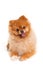 Spitz, Pomeranian dog on white background, studio shot