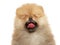 Spitz-Pomeranian yawns on a white background