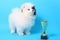 Spitz puppy winner