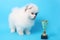 Spitz puppy winner