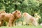 Spitz and sharpei on a walk in the park. Dating and friendship of dogs