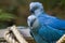 The Spix`s macaw