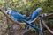 The Spix`s macaw