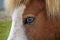 Splash horse with blue Eyes in Iceland