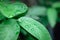 Splash of water on the leaves. Water drops on green leaves after rain fresh nature detail