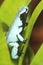 Splashback poison frog