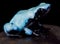 Splashback poison frog, Adelphobates galactonotus