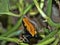 Splashback poison frog, Dendrobates galactonotus, is a poisonous frog