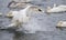 Splashdown - Trumpet Swan Lands on River