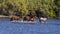 We Splashed Down- wild horses animals-