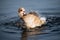 Splashing duck at Hyde Park, London