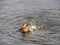 Splashing duck swimming in river