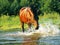 Splashing horse