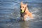 Splashing Little Red Duck Dog in the Ocean with a Ball