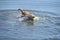 Splashing Nova Scotia Duck Tolling Retriever in Water