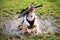 Splashing wet dog in puddle