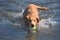 Splashing Wet Nova Scotia Duck Tolling Retriever Puppy in the Wa