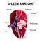 Spleen. Cross section