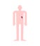 Spleen Human anatomy. Gastrointestinal tract Internal organs. Systems of man body and organs. medical systems. vector illustration