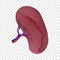 Spleen icon, realistic style