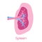 Spleen illustration in flat style. Viscera icon, internal organs