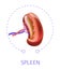 Spleen internal human body organ vectpor illustration