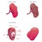 Spleen milt anatomy icons set, cartoon style