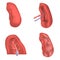 Spleen milt anatomy icons set, realistic style