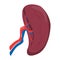 Spleen vector isolated. Internal organ, human anatomy