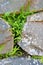 Spleenwort between rock wall