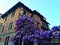 Splendid ancient house and wisteria in Turin city, Italy