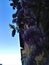 Splendid ancient house and wisteria in Turin city, Italy