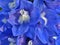 Splendid blue delphinium