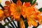 A splendid branch of Clivia  blossoming flowers