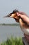 Splendid captured Great Crested Grebe, (Podiceps Cristatus) - vertical view