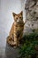 A Splendid cat staring in Paris