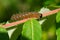 Splendid Dagger Moth - Acronicta superans