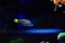 Splendid Dottyback - Manonichthys splendens